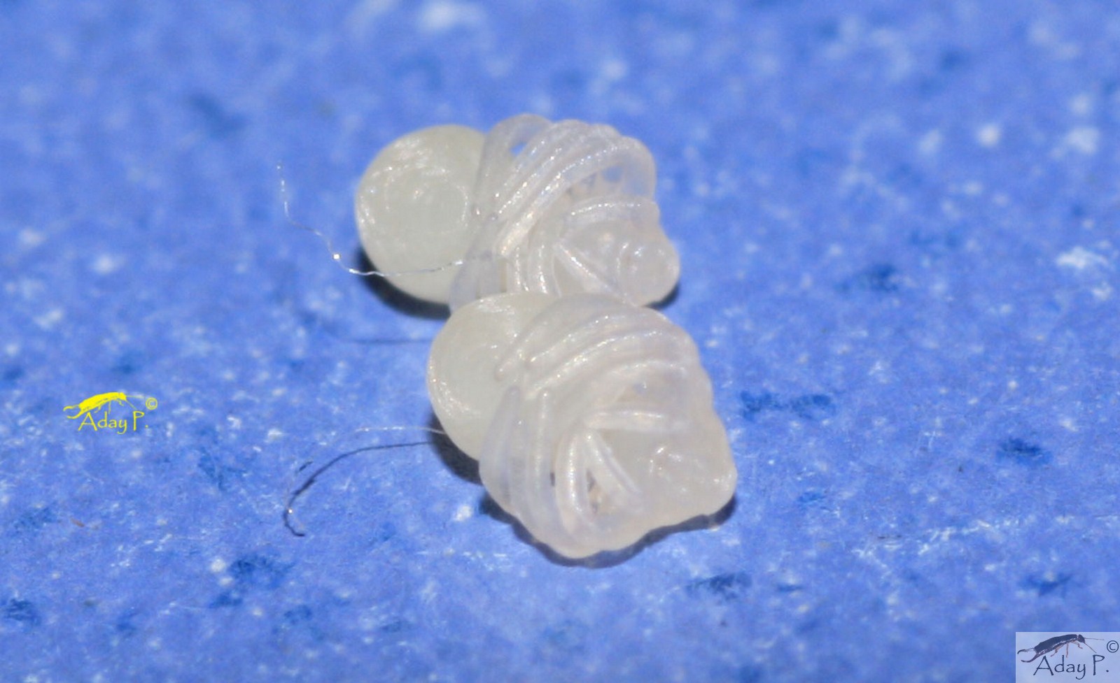 Artropodolandia Kukulcania hibernalis