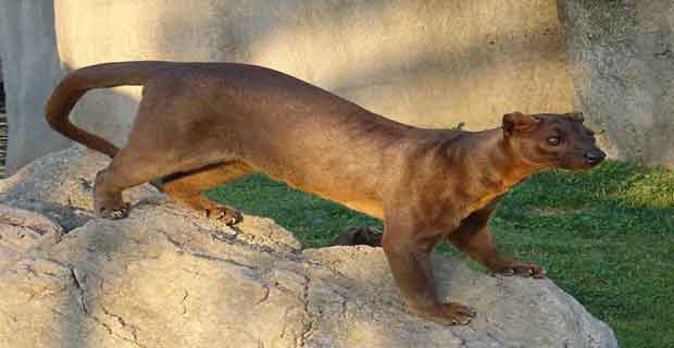The Fossa Hewan Unik di Dunia