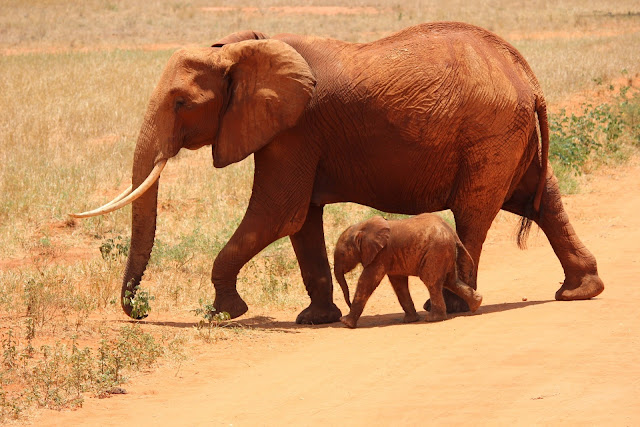 A Great Elephant's With Small Child HD Wallpaper A Great Elephant's With Small Child HD Wallpaper