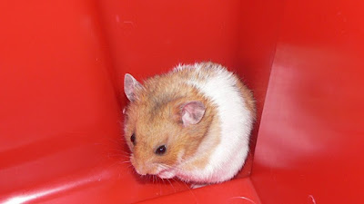 Hamster Campbell Kerdil Hamster Campbell Kerdil