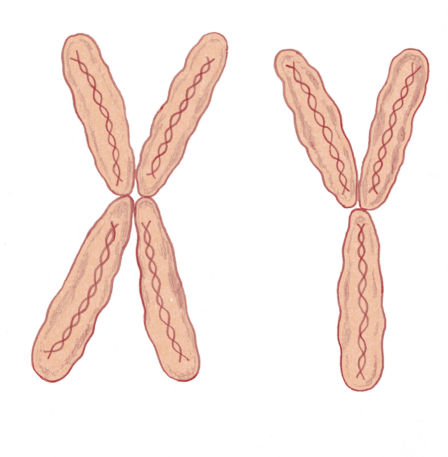 X хромосома какие. Х И Игрек хромосомы. Женские и мужские хромосомы. Мужские хромосомы. Женские хромосомы.