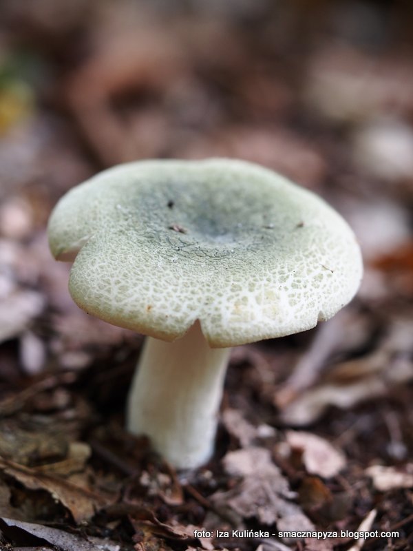 golabek_zielonawy russula_virescens, gołąbki, grzyby jadalne, grzybek, las, grzybobranie, zbieranie grzybow, na grzyby, grzybnieta, atlas grzybow, jaki to grzyb