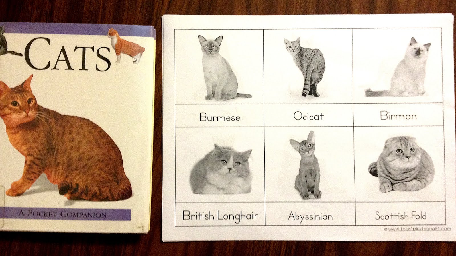 29 Cat Breeds A Z List With Pictures Gallery