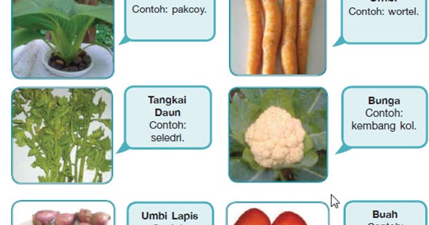 Jenis Jenis Tanaman Sayuran