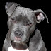 How long do pit bulls live|How to increase his lifespan