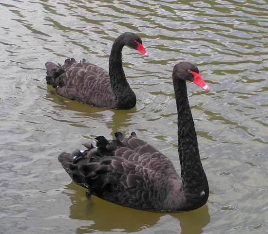 Fremantle City - black swan