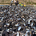 Large quantity of mussles is dying in Butrint Lake due to high temperatures