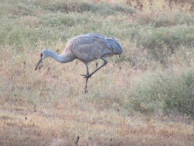 Llano Seco Unit North Central Valley Wildlife Management Area Chico birding