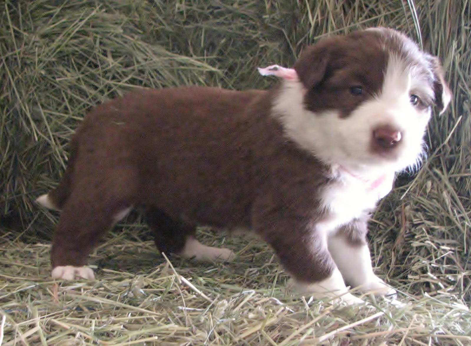 Rocky Mountain Border Collies 4 WEEKS OLD..