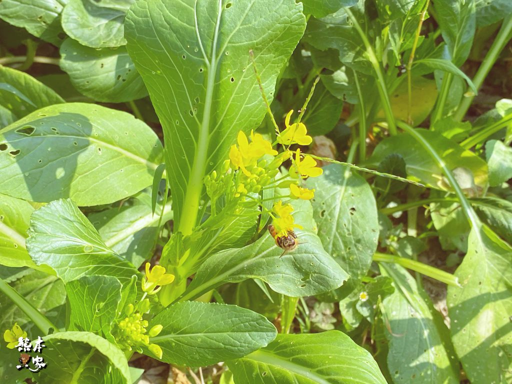佳園路三段99巷花海|北大南園里花海|新北樹林景點~附最新詳細路標指引
