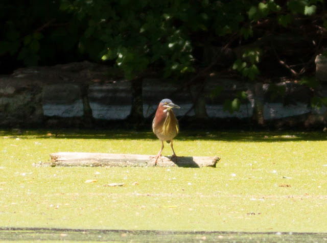 Green Heron - Prospect Park, New York