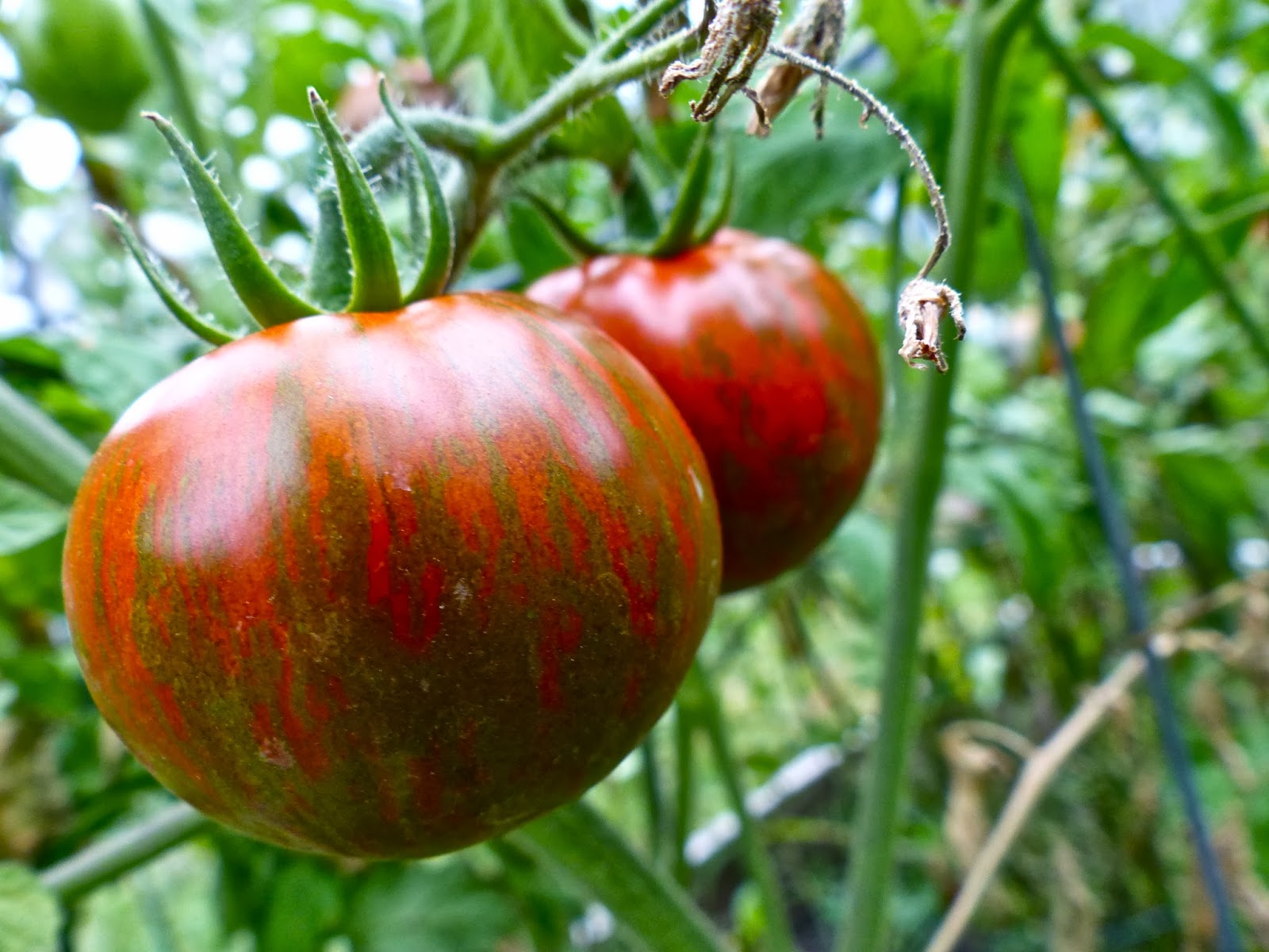 Томат атаман. Необычные помидоры. Томат атомный закат солнца. Семена томатов от коллекционеров на 2024 год. Семена томатов от коллекционеров на 2024 год.