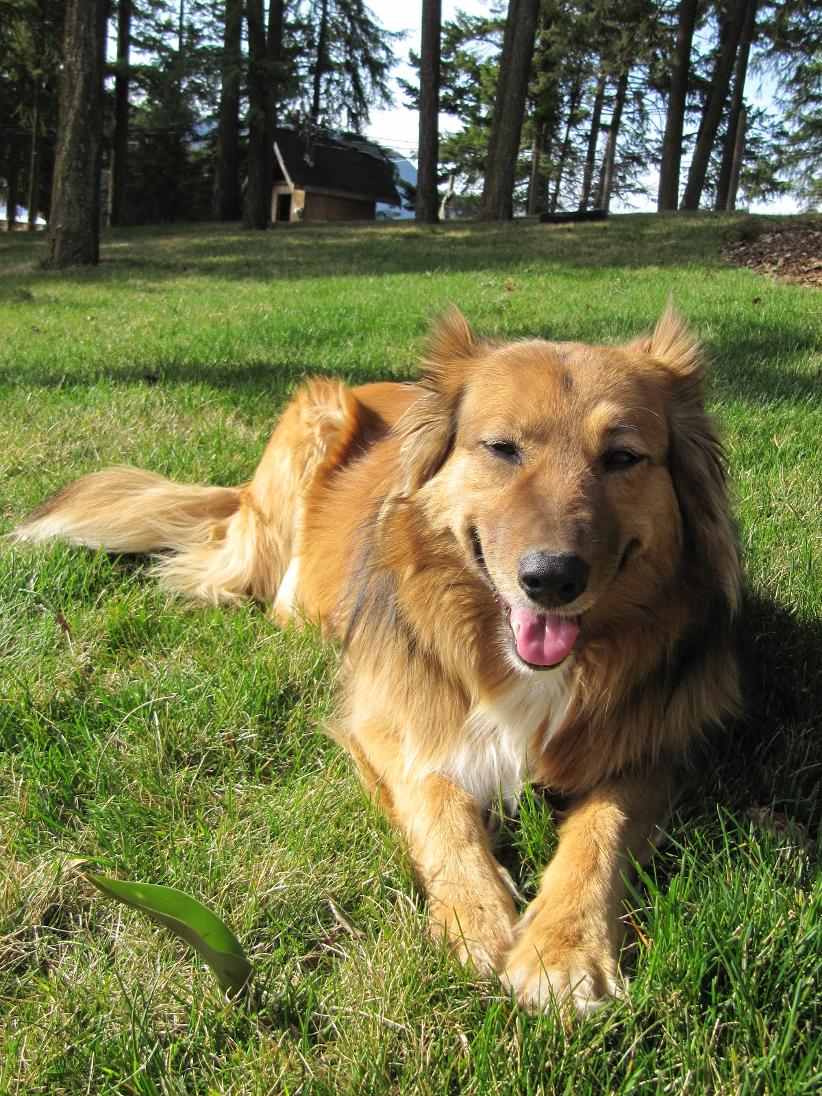 Okanagan Asparagus Farm Asparagus in Armstrong