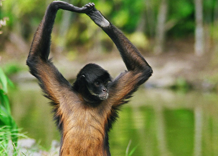 Funny Spider Monkey | Funny Animals