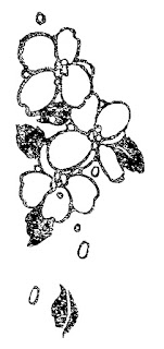 distressed flower illustration flower illustration download image