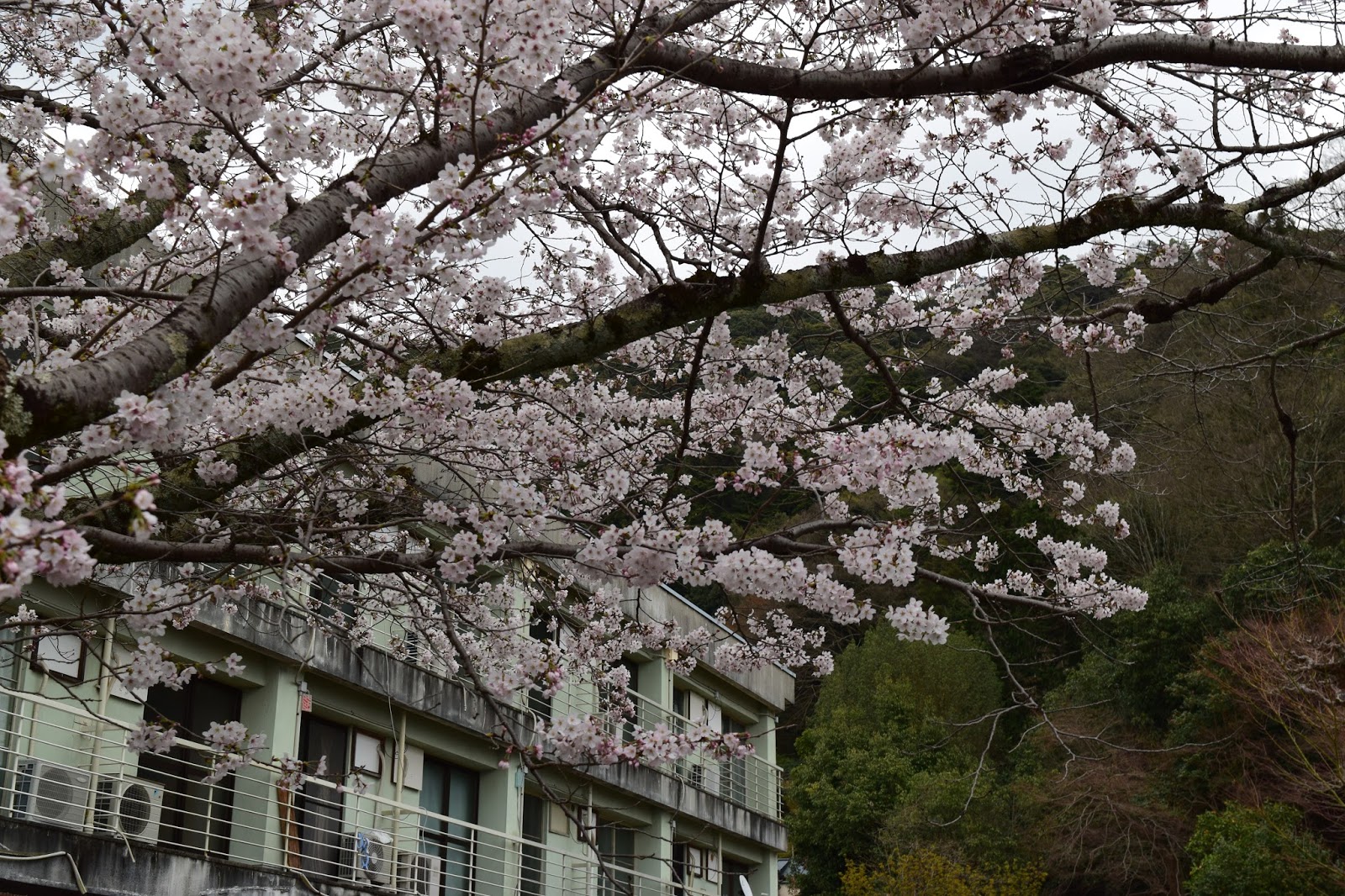 Sakura Philosophers path