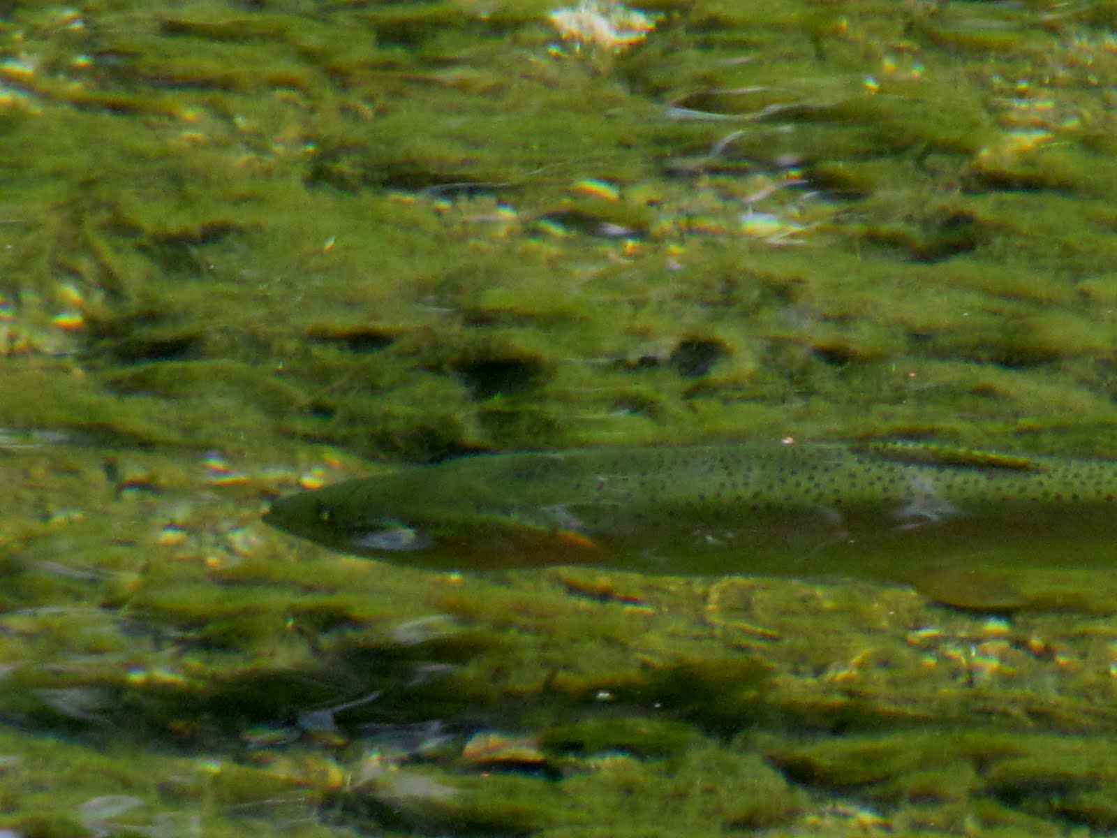 to the Millers River Fly Fishing Forum Another Day On The