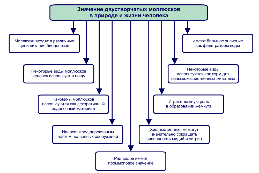 роль моллюсков в жизни человека. роль моллюсков в природе и в жизни человека. значение двустворчатых моллюсков в жизни человека. роль в природе и значение для человека моллюсков. фильтраци двустворчатых моллюсков.