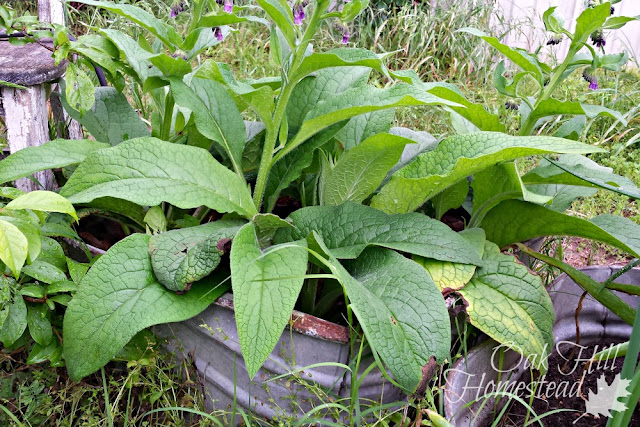 Comfrey growing in a washtub Crowded comfrey that needs to be moved