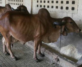 Indian cow best qwality