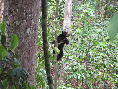 Sun bear en el Centro de Rehabilitación de Orangutanes de Sepilok