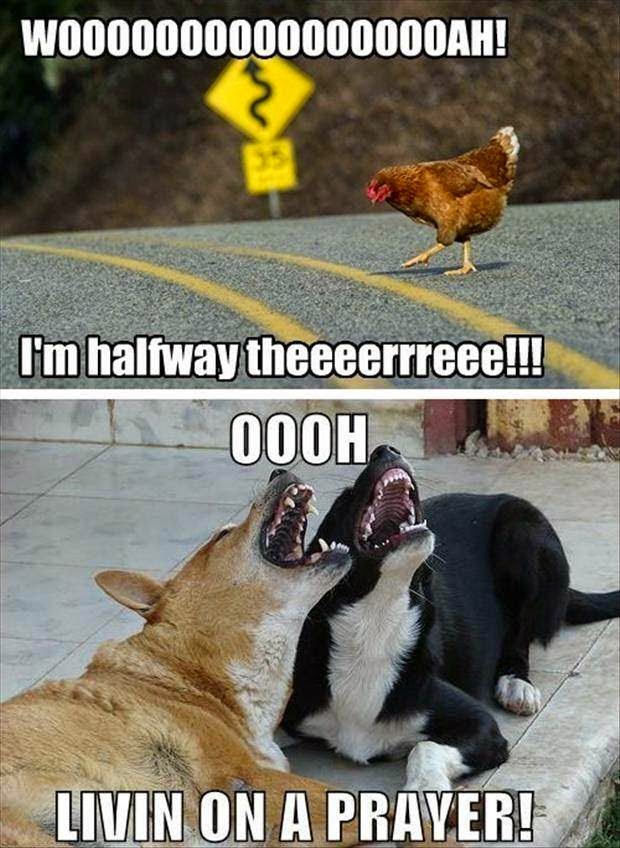Funny Animal Pictures to make you Laugh Funny Collection World