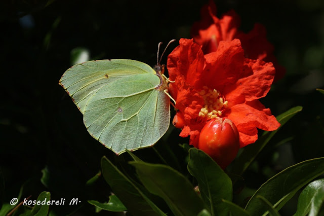 Kleopatra kelebeği kanat altı fotoğrafı