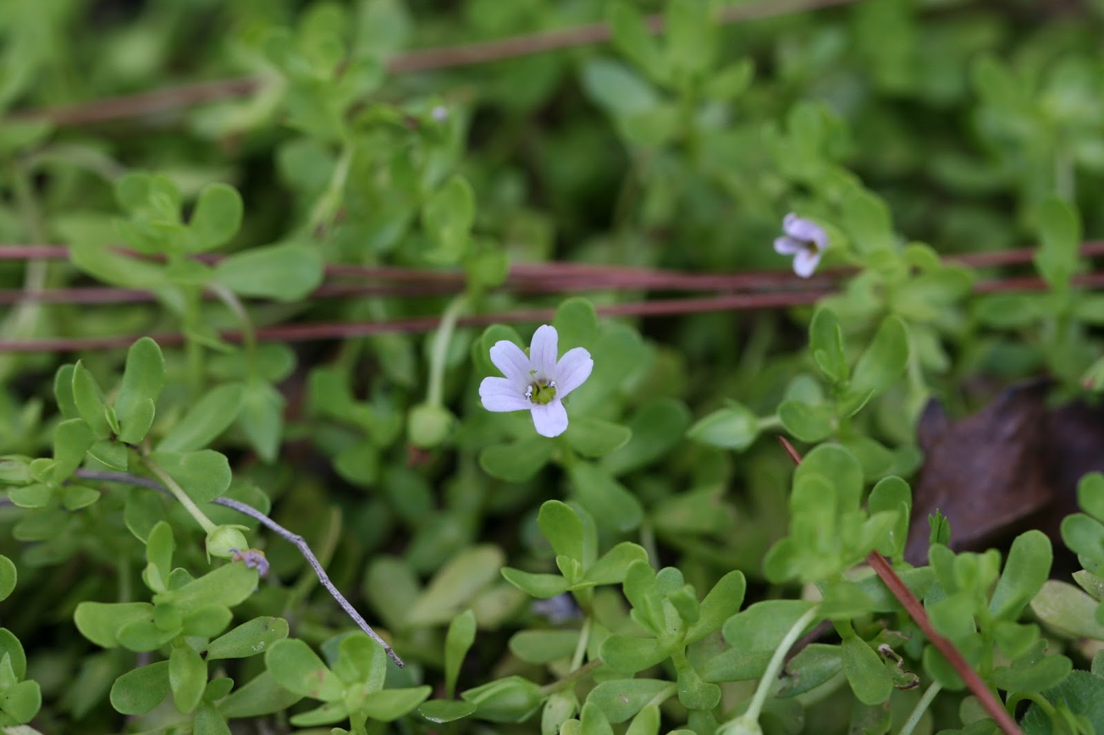 Native Florida Wildflowers Water Hyssop Bacopa monnieri