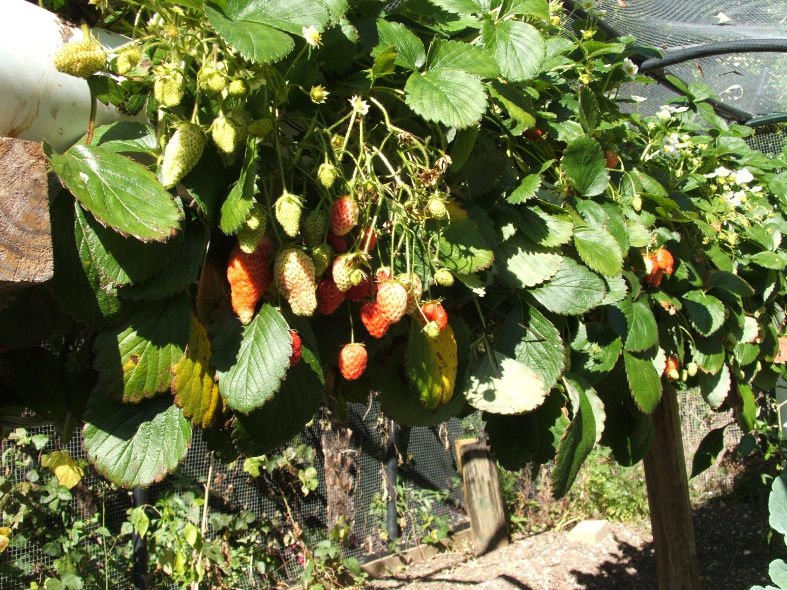 Aquaponics institute of australia ZnO Nanoparticles Market In 2022 : 7.6% CAGR with Top Countries Data, What is the ZnO Nanoparticles Industry growth? Latest 120 Pages Report