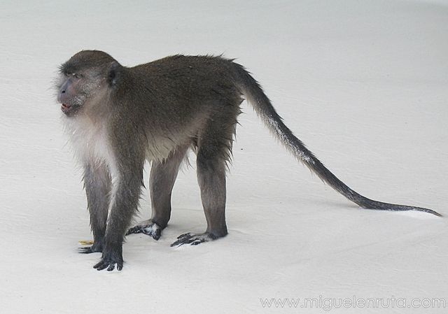 Macaco-dominante-Asia