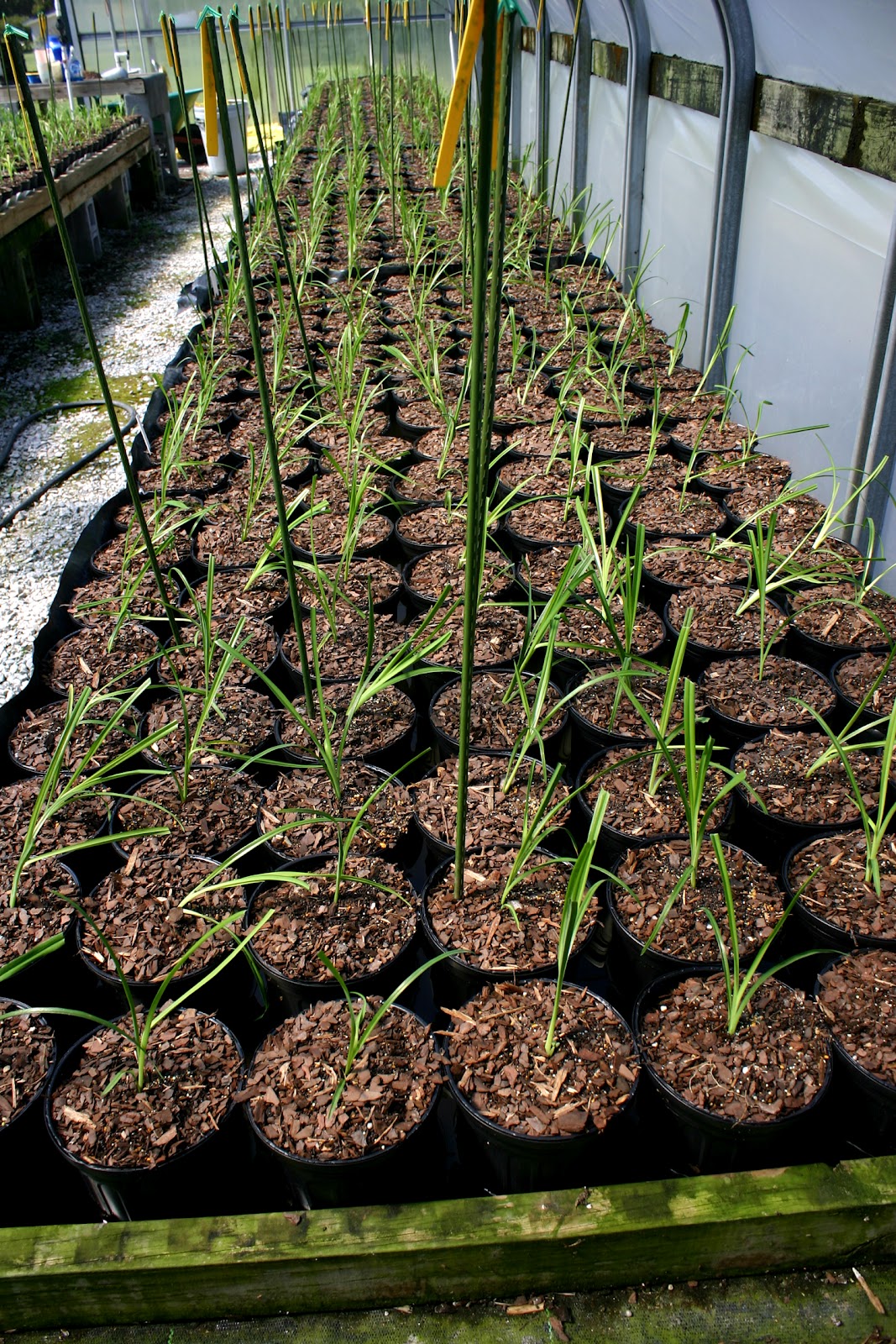 Lee's Daylily Potpourri Greenhouse blessings