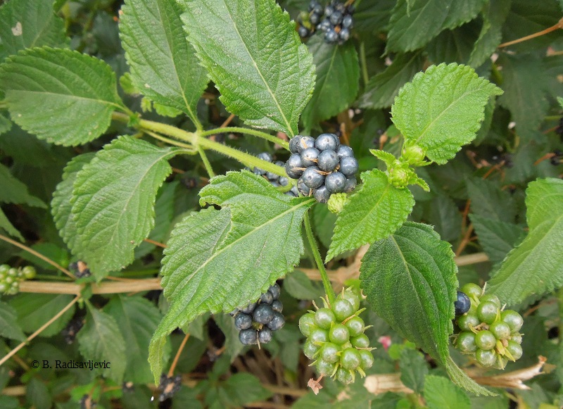 Paso Robles in Photos I Love Lantanas