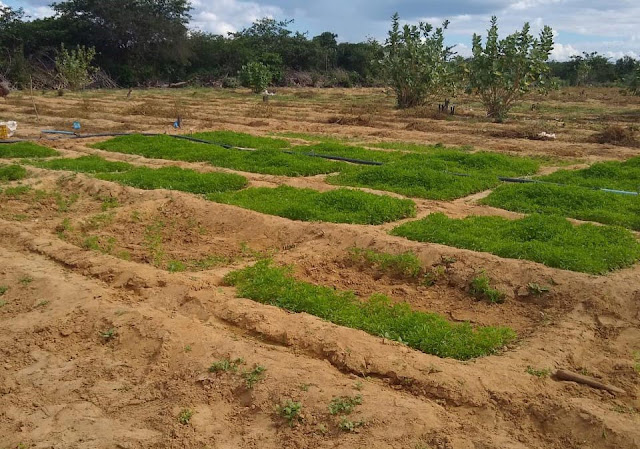 Policiais da 24ª CIPM localizam roça com 18 mil pés de maconha em Ourolândia