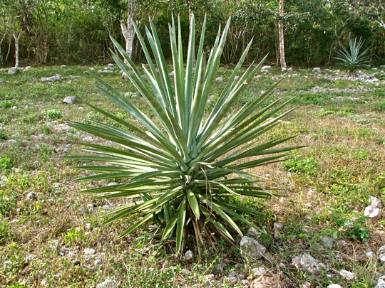 Factsheet Agave sisalana (Sisal) Factsheet Agave sisalana (Sisal)