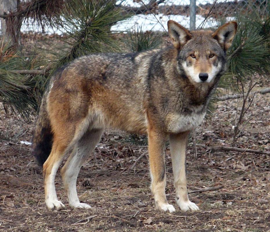 wolf park in indiana