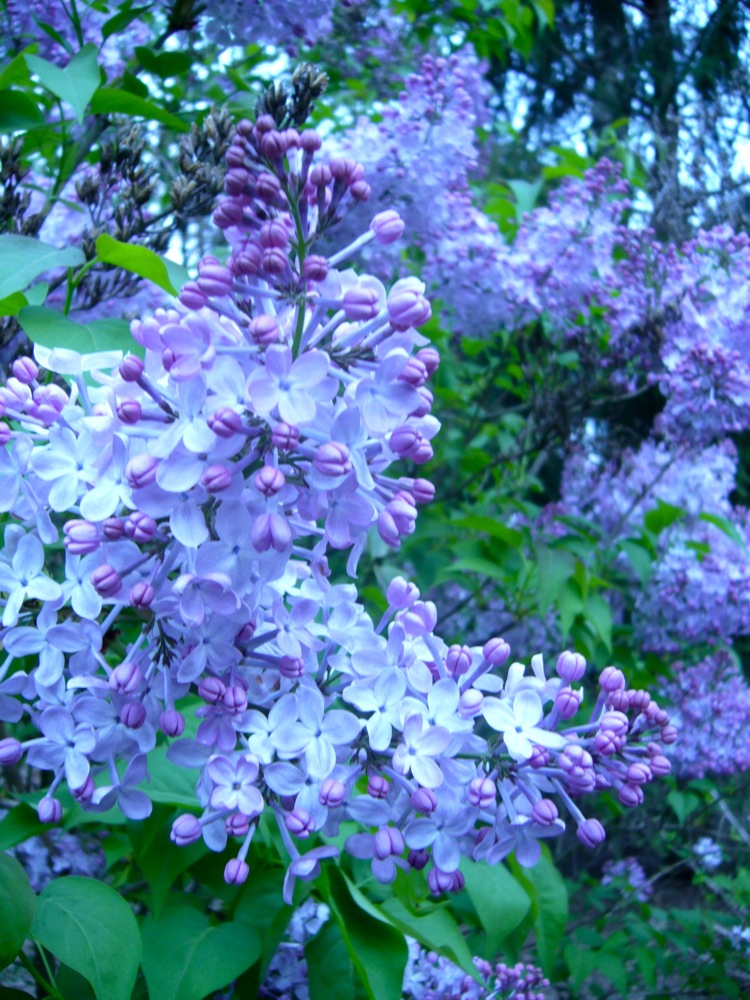 The Healing Home Lilacs in bloom!