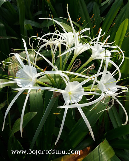 Hymenocallis speciosa, Spider Lily or Green-tinge Spiderlily flowers