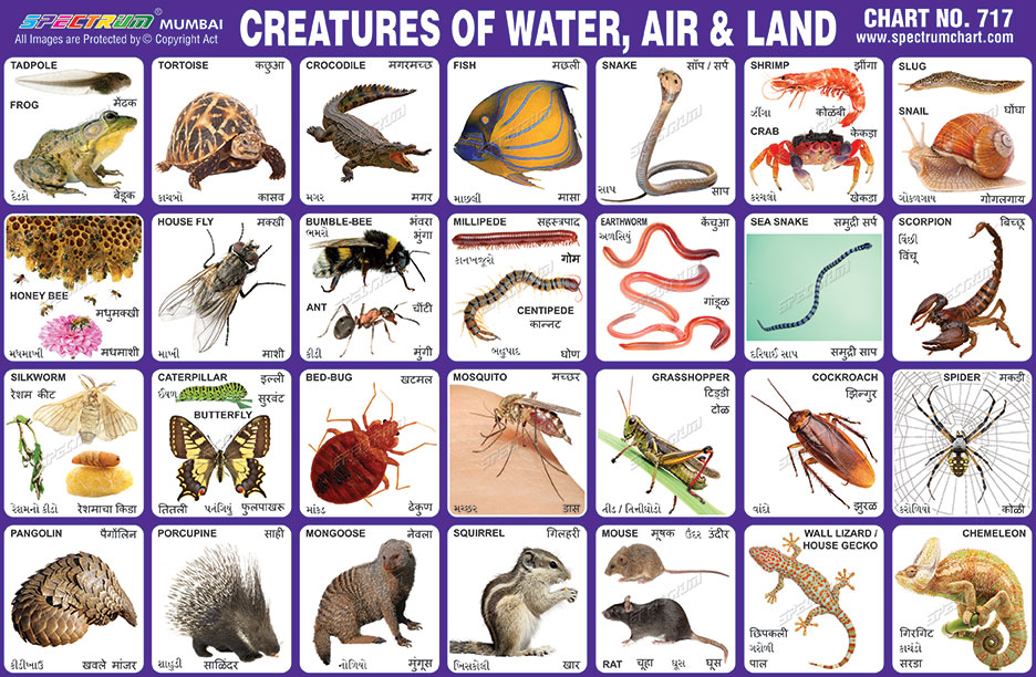 Spectrum Educational Charts: Chart 717 - Creatures of Water, Air & Land