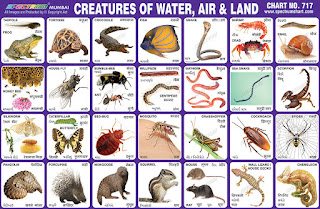 Creatures of Water, Air & Land Chart