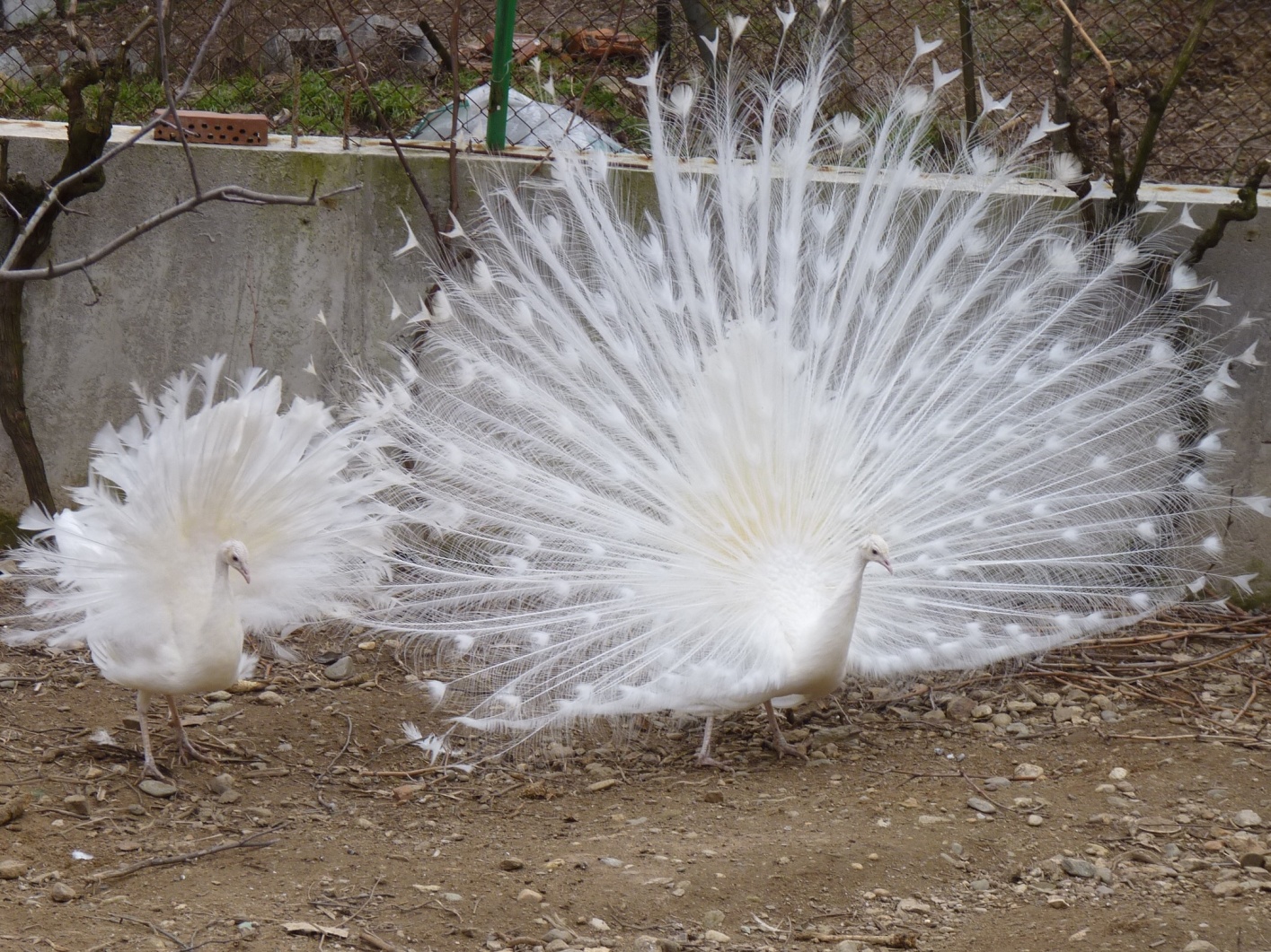 www.peacock.bg: БЯЛА СНЕЖИНКА (White Peafowls - Snowflake)