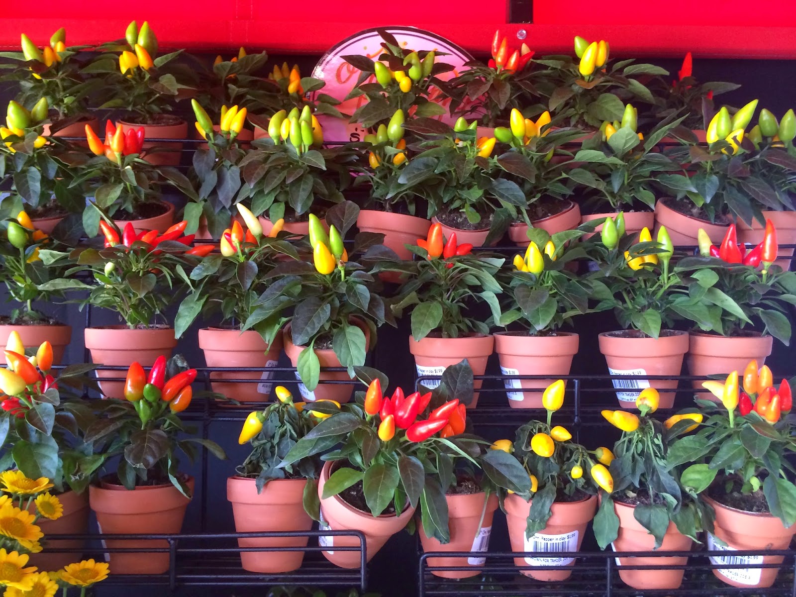 Wandering Bears. April 2015