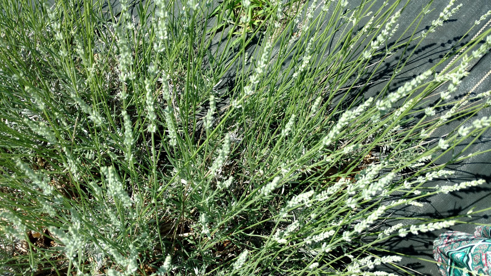 Live free or die Лаванда...(Pleasant Valley Lavender Farm,