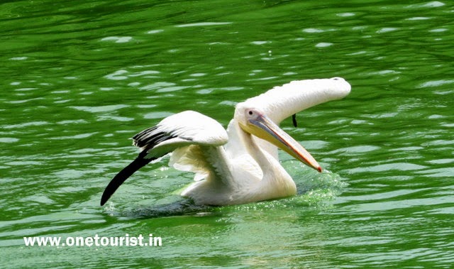  pelican , pelicans , pelican photos , pelican images , pelican in lake , pelikan bird 