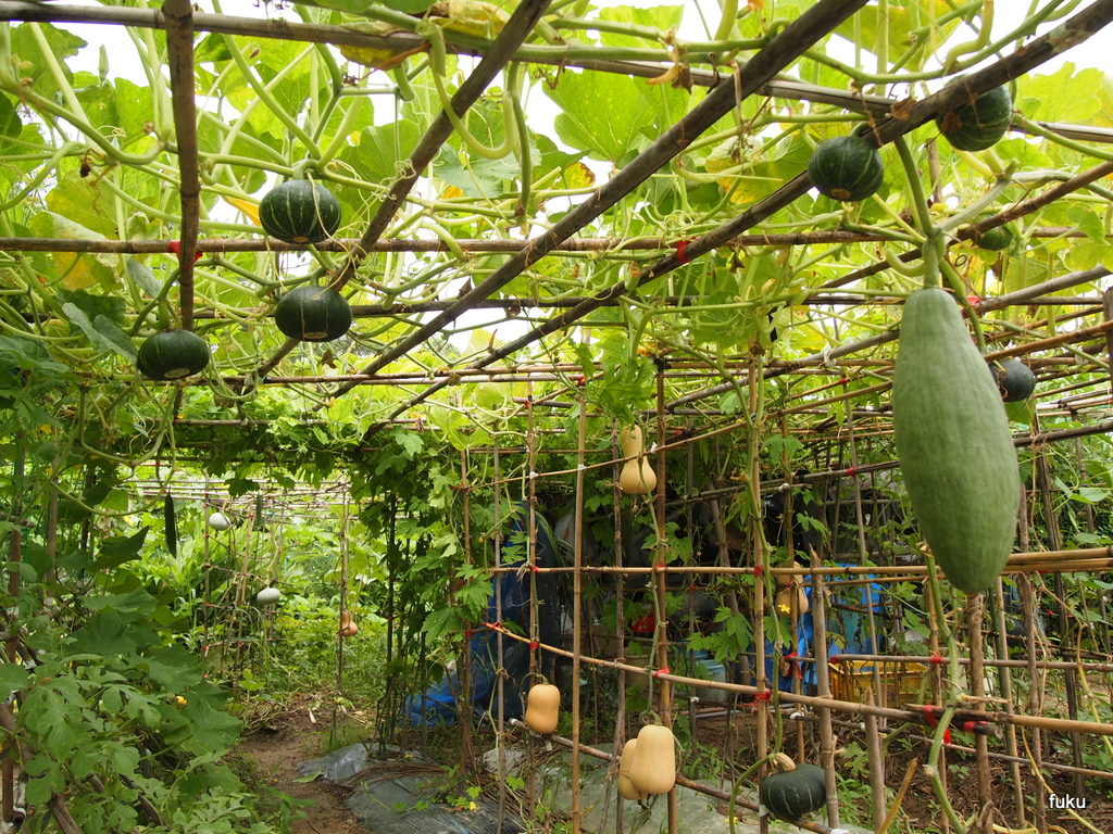 ６０過ぎの日々 家庭菜園畑の作業記録 家庭菜園の作業記録 ７月１３日の空中ｶﾎﾞﾁｬとゴーヤ