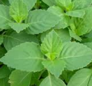 Holy Basil Natural Home Remedies to Get Rid of Mosquitoes Holy Basil Natural Home Remedies to Get Rid of Mosquitoes