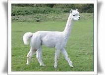 Nama Nama Binatang Lengkap Mulai A Z Daftar Nama Hewan Lengkap A Z