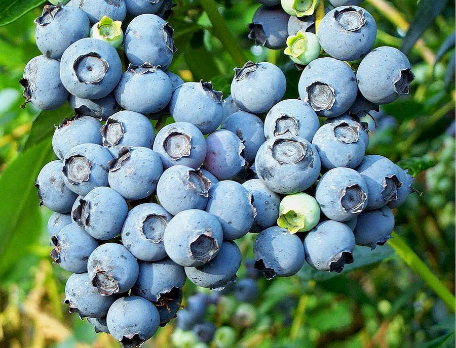 ripe blueberry fruit