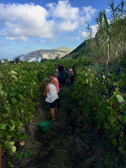 La Vendemmia {The Wine Harvest on the Island of Ponza} 