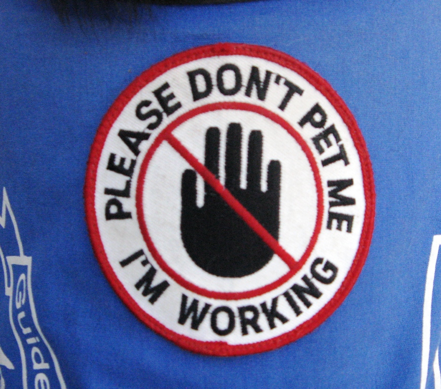 Yellow, Black and Gold Please Don't Pet Me, I'm Working!