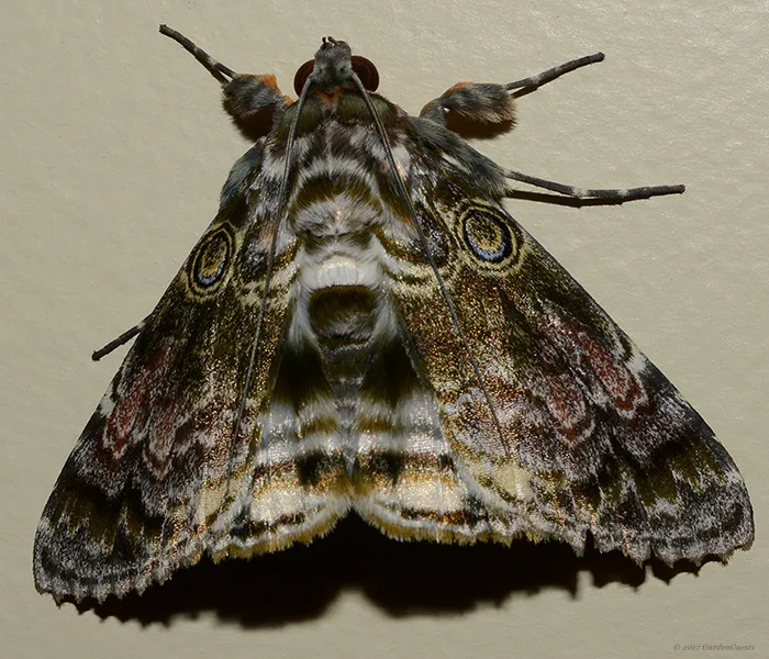 Perhaps a "Granny's Cloak Moth"